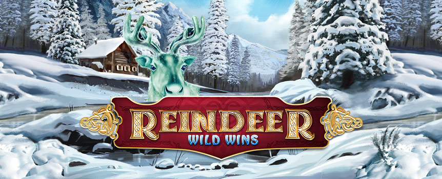This Reindeer Wild Wins pokie lets you hunt reindeer online. This Joe Fortune pokie offers free spins and multipliers!

