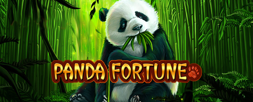 Discover pandas with the five reel Panda Fortune pokie. This pokie provides multipliers and free spins!